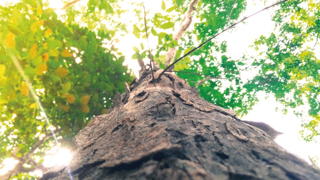 Saunaholz | Holzarten 2 Saunaholz Holzarten Saunahersteller | corso saunamanufaktur